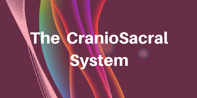 the-craniosacral-system